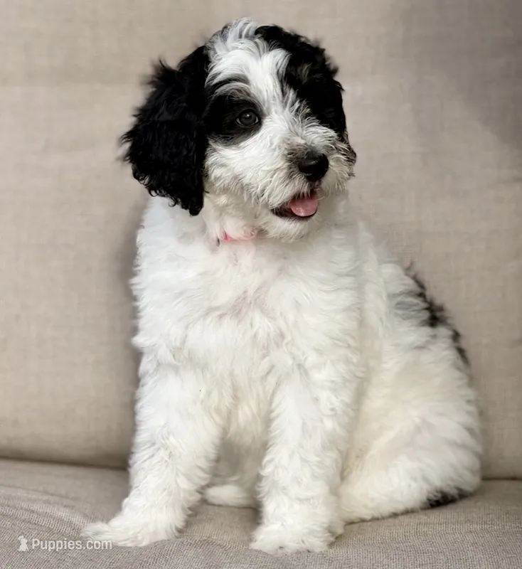 Sparkle Smash – Aussiedoodle puppy for sale in Decatur, IL