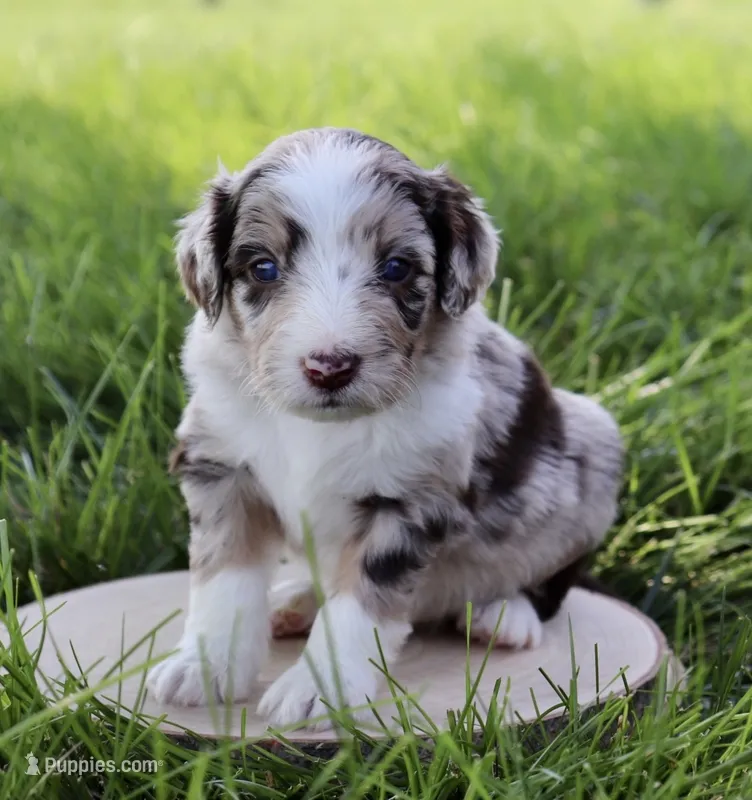 Daisy – Aussiedoodle puppy for sale in Decatur, IL