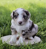 Daisy, a female Aussiedoodle for sale in Decatur, IL – 1 of 1