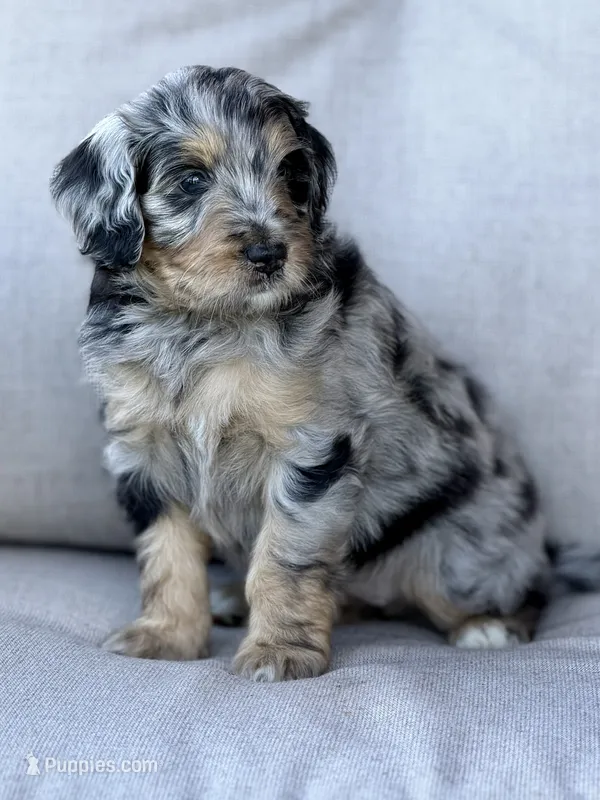Carla – Aussiedoodle, Miniature Bernedoodle puppy for sale in Decatur, IL