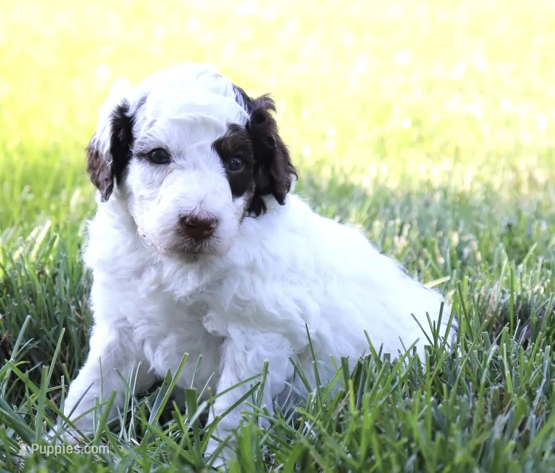 Monster Mutt  – Aussiedoodle, Bernedoodle puppy for sale in Decatur, IL