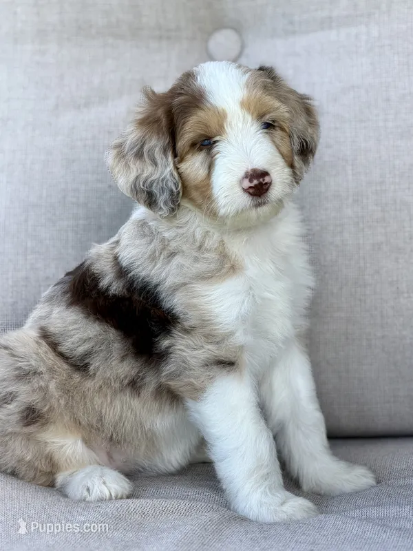 Dolce  – Aussiedoodle puppy for sale in Decatur, IL