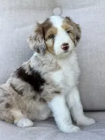 Dolce , a female Aussiedoodle for sale in Decatur, IL – 2 of 4
