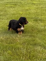 Winton , a male Aussiedoodle for sale in Decatur, IL – 2 of 4