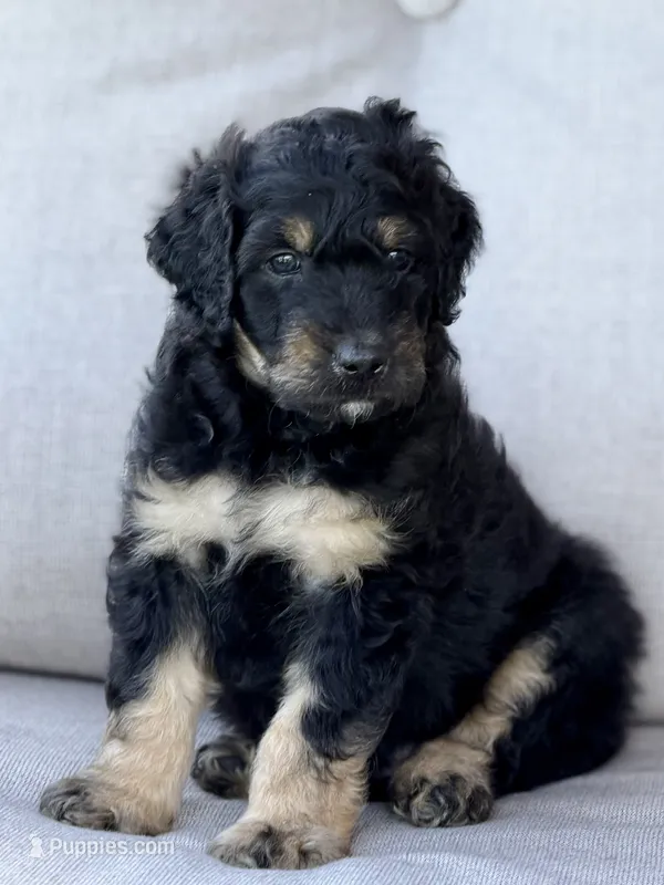 Mater – Aussiedoodle, Miniature Bernedoodle puppy for sale in Decatur, IL
