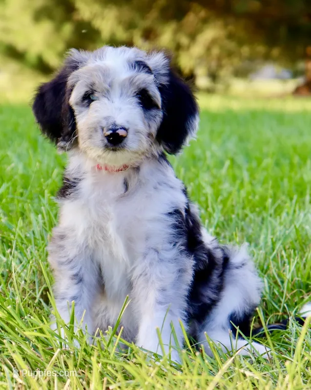 Opium – Aussiedoodle puppy for sale in Decatur, IL