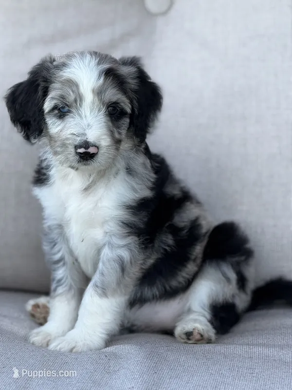 Opium – Aussiedoodle puppy for sale in Decatur, IL