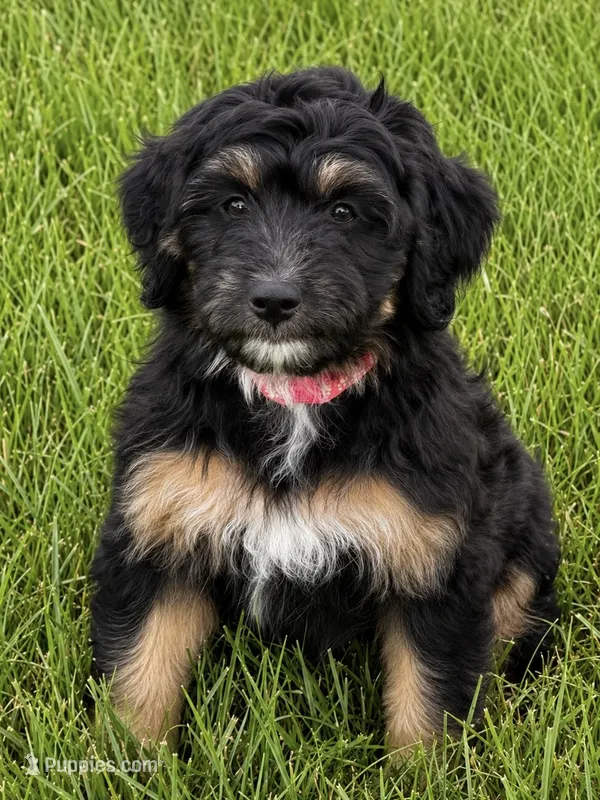Chilli – Aussiedoodle puppy for sale in Decatur, IL