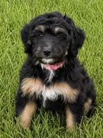 Chilli, a female Aussiedoodle for sale in Decatur, IL – 1 of 2