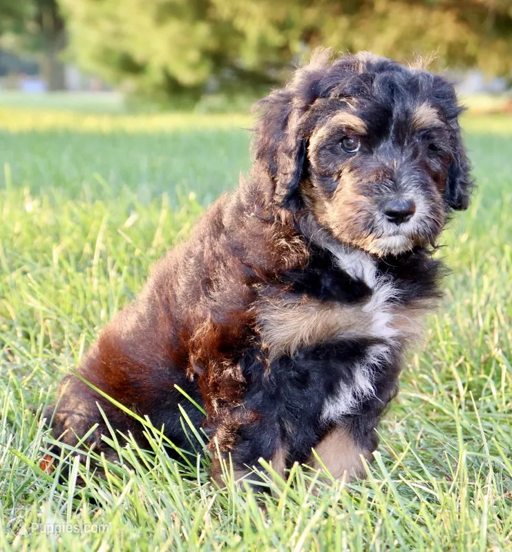 Storm – Aussiedoodle puppy for sale in Decatur, IL