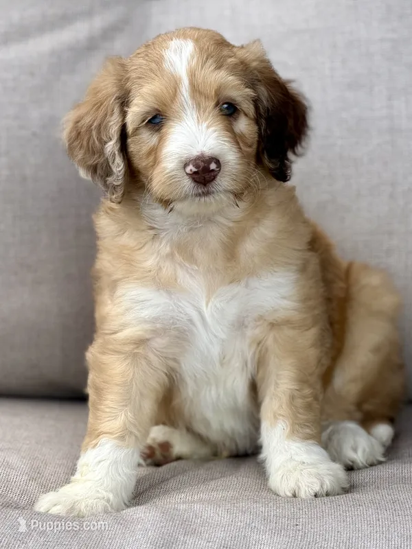Hugo Boss – Aussiedoodle puppy for sale in Decatur, IL
