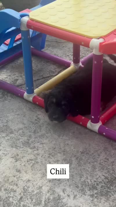 Chilli, a female Aussiedoodle for sale in Decatur, IL – 2 of 2