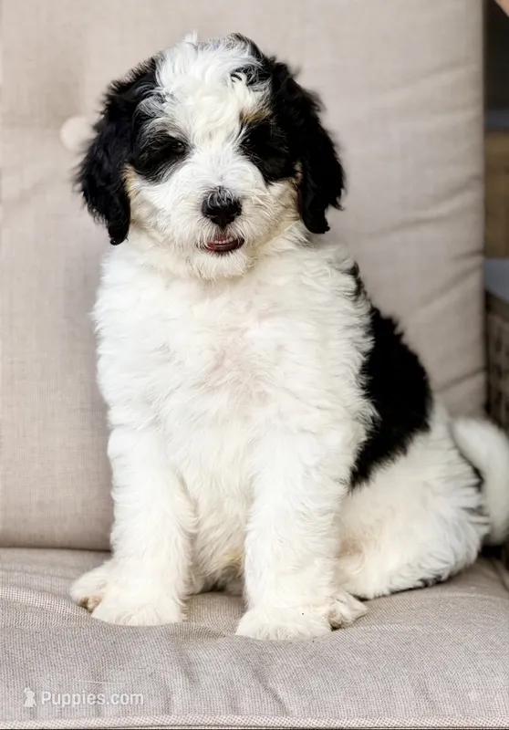 ThunderROARus – Aussiedoodle, Bernedoodle puppy for sale in Decatur, IL