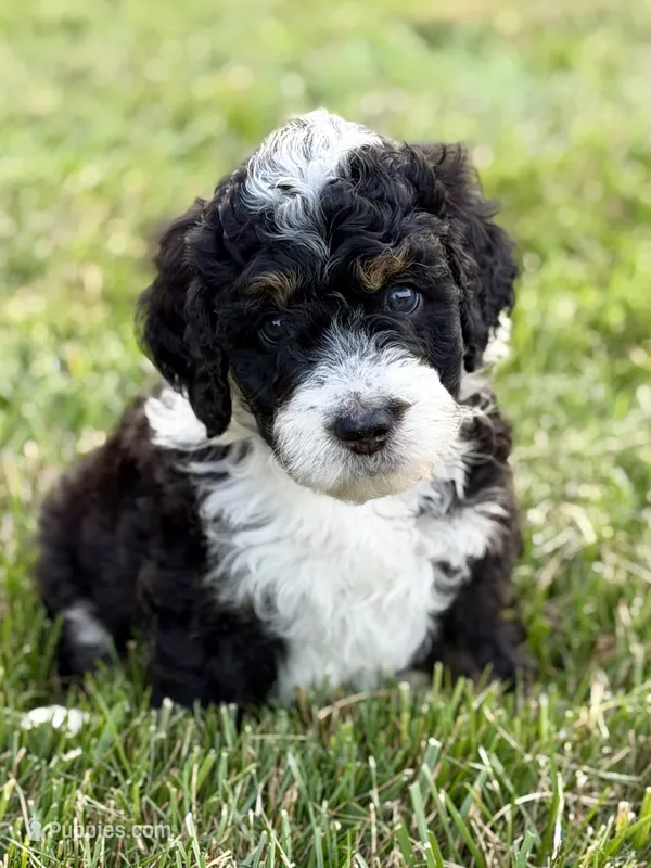 Grave Digger  – Aussiedoodle, Bernedoodle puppy for sale in Decatur, IL