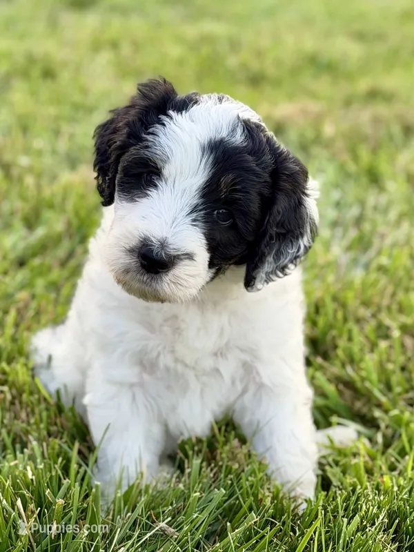 Sparkle Smash – Aussiedoodle puppy for sale in Decatur, IL