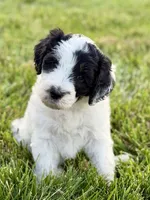 Sparkle Smash, a female Aussiedoodle for sale in Decatur, IL – 1 of 2