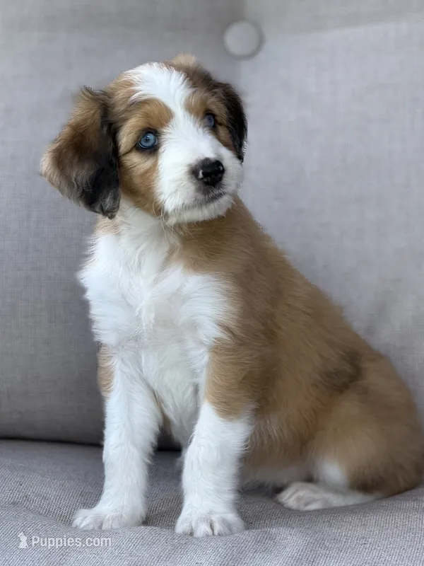 Miss Dior  – Aussiedoodle puppy for sale in Decatur, IL