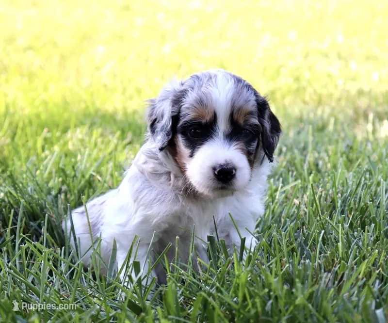 Megaladon – Aussiedoodle, Bernedoodle puppy for sale in Decatur, IL