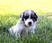 Megaladon, a male Aussiedoodle and Bernedoodle for sale in Decatur, IL – 1 of 1