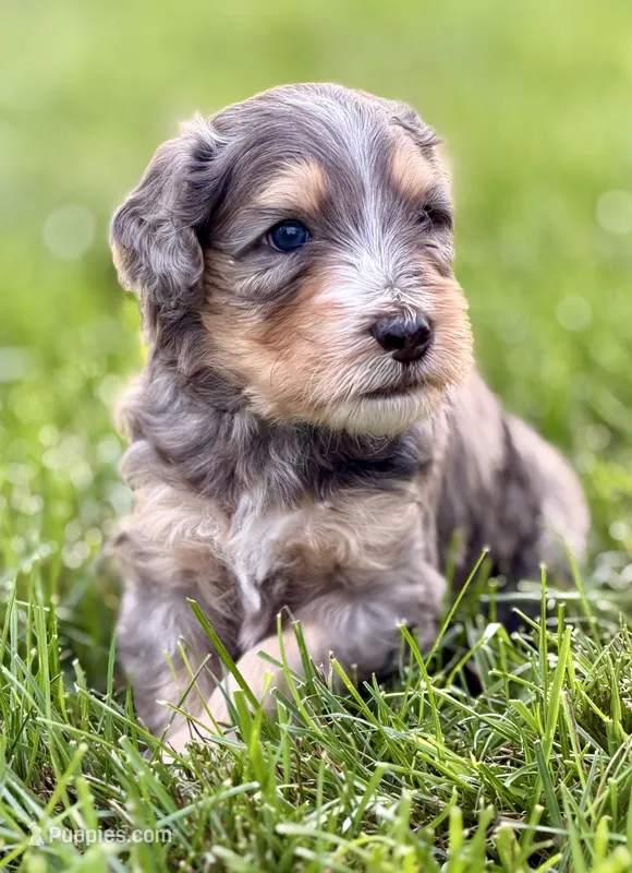 Lightning McQueen  – Aussiedoodle, Miniature Bernedoodle puppy for sale in Decatur, IL