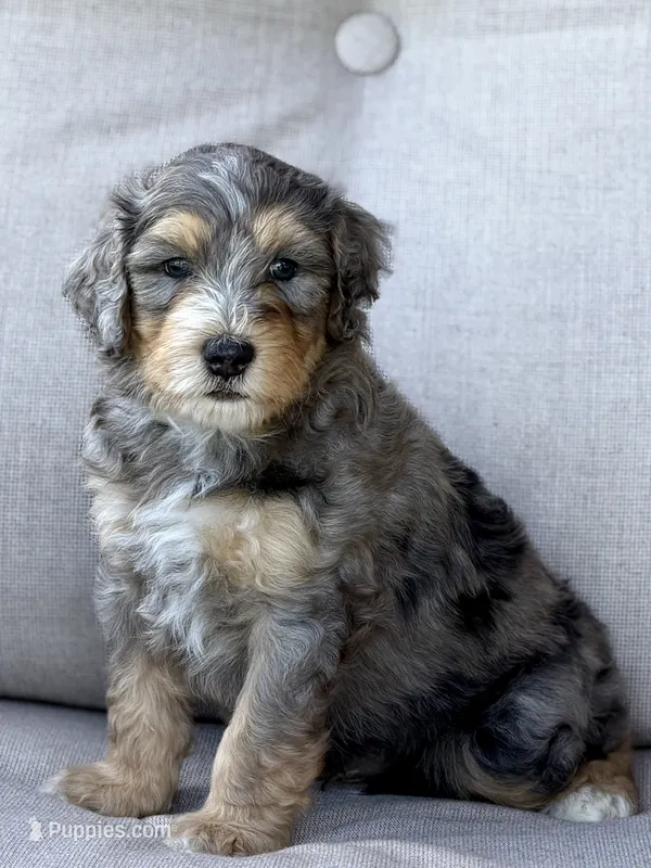 Lightning McQueen  – Aussiedoodle, Miniature Bernedoodle puppy for sale in Decatur, IL