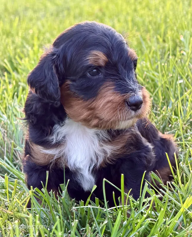 Cruz – Aussiedoodle puppy for sale in Decatur, IL
