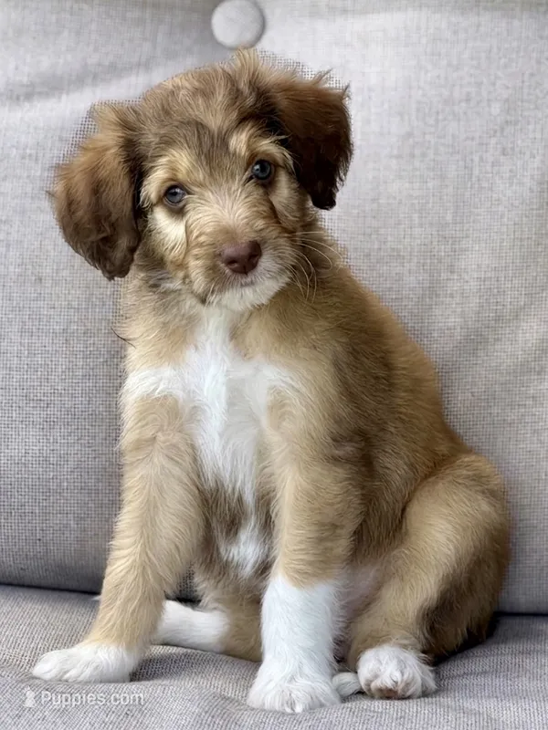 Gabana  – Aussiedoodle puppy for sale in Decatur, IL