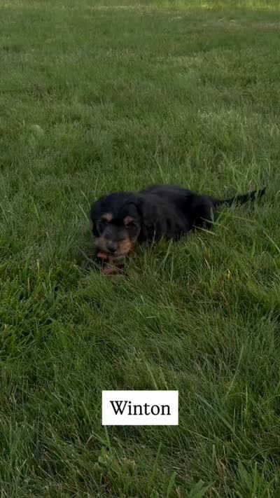 Winton , a male Aussiedoodle for sale in Decatur, IL – 4 of 4