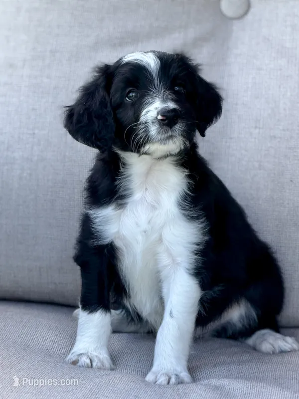 Aqua Di Gio – Aussiedoodle puppy for sale in Decatur, IL