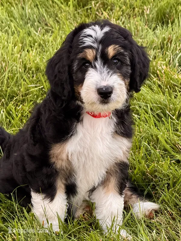 Socks  – Aussiedoodle puppy for sale in Decatur, IL