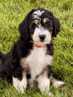 Socks , a female Aussiedoodle for sale in Decatur, IL – 1 of 2