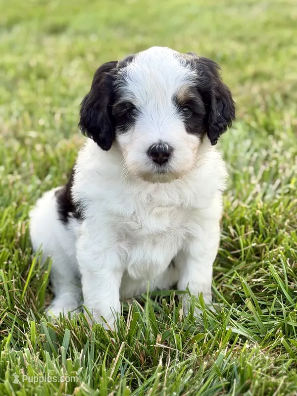 ThunderROARus – Aussiedoodle, Bernedoodle puppy for sale in Decatur, IL