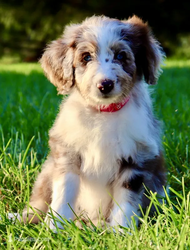 Daisy – Aussiedoodle puppy for sale in Decatur, IL