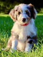 Daisy, a female Aussiedoodle for sale in Decatur, IL – 1 of 5