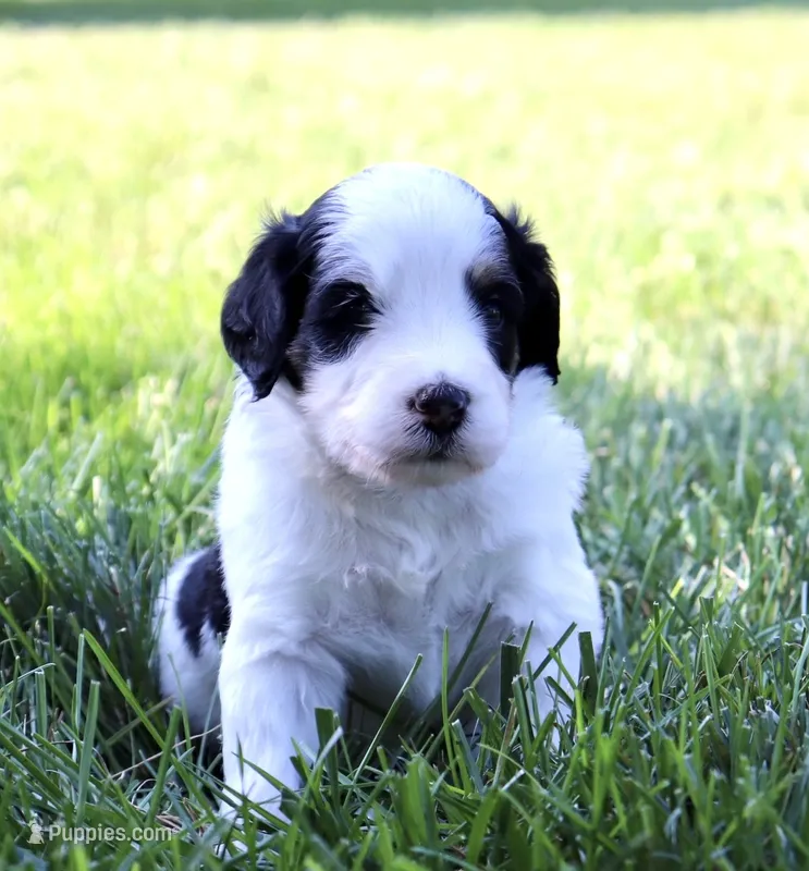 ThunderROARus – Aussiedoodle, Bernedoodle puppy for sale in Decatur, IL