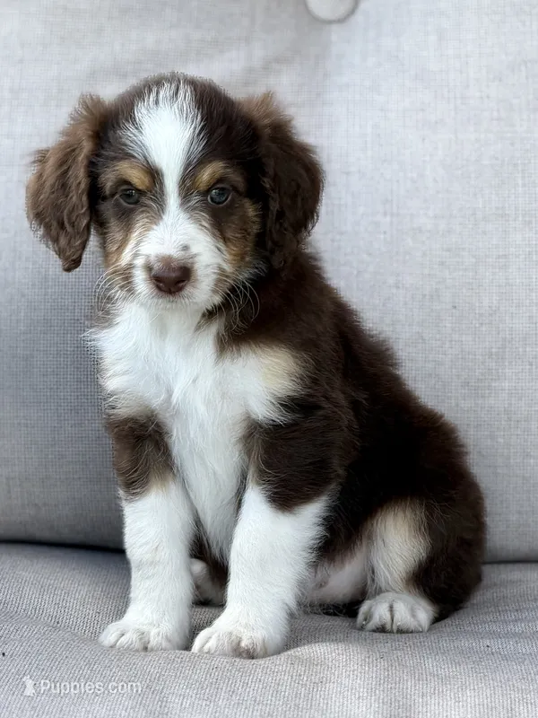 Versace – Aussiedoodle puppy for sale in Decatur, IL