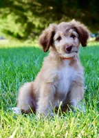 Gabana , a female Aussiedoodle for sale in Decatur, IL – 1 of 3