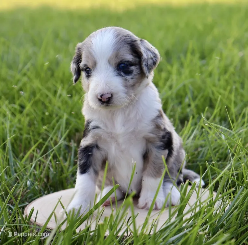 Coco – Aussiedoodle puppy for sale in Decatur, IL