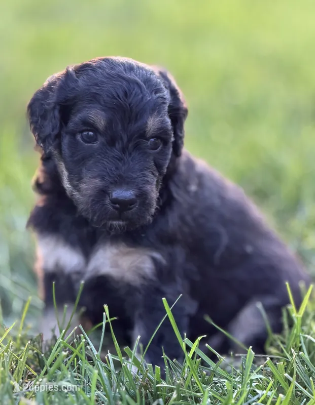 Mater – Aussiedoodle, Miniature Bernedoodle puppy for sale in Decatur, IL