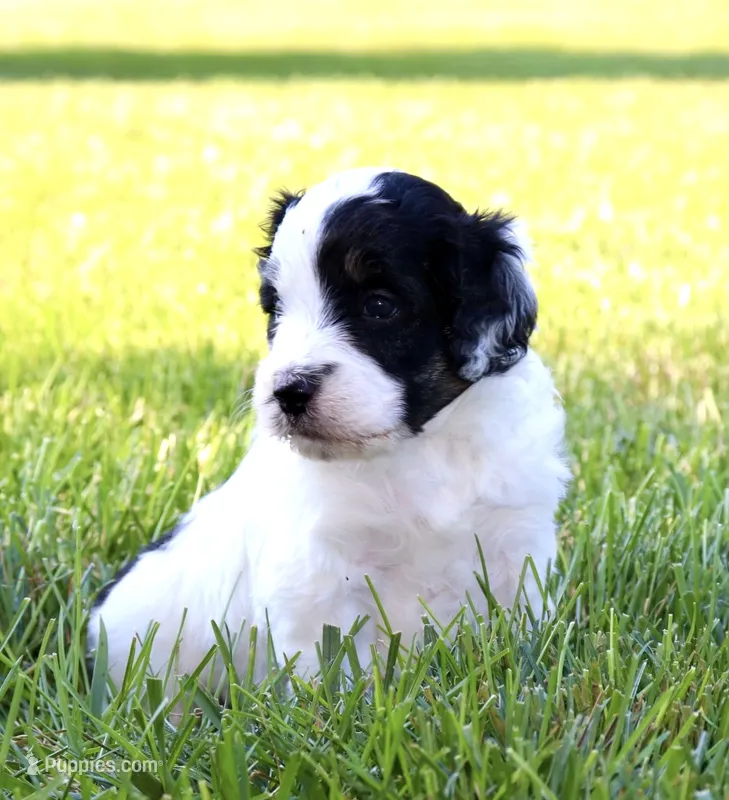 Sparkle Smash – Aussiedoodle, Bernedoodle puppy for sale in Decatur, IL