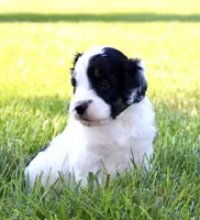 Sparkle Smash, a female Aussiedoodle and Bernedoodle for sale in Decatur, IL – 1 of 1