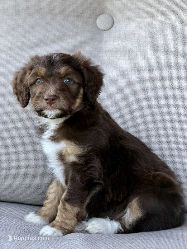 Madamoiselle – Aussiedoodle puppy for sale in Decatur, IL