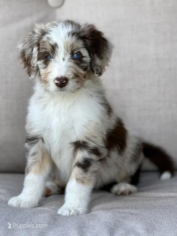 Daisy – Aussiedoodle puppy for sale in Decatur, IL