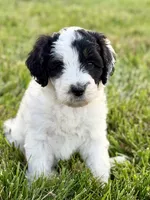Sparkle Smash, a female Aussiedoodle for sale in Decatur, IL – 2 of 2