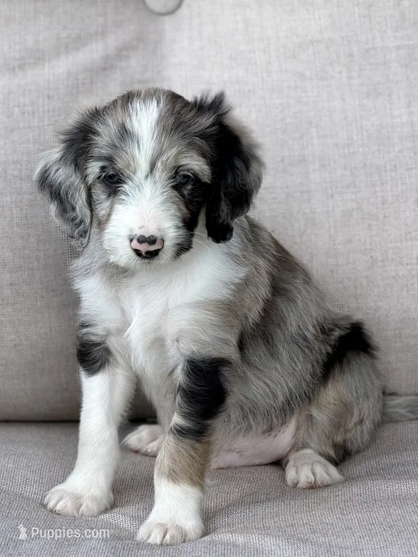 Jean Paul – Aussiedoodle puppy for sale in Decatur, IL