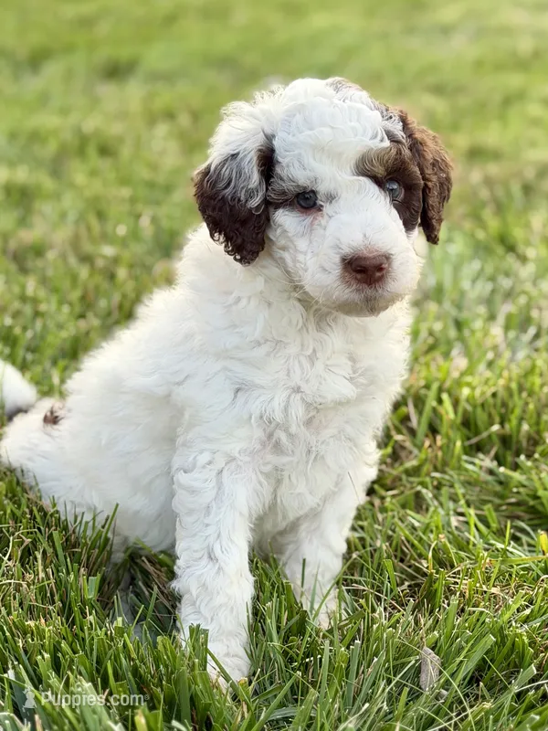 Monster Mutt  – Aussiedoodle, Bernedoodle puppy for sale in Decatur, IL