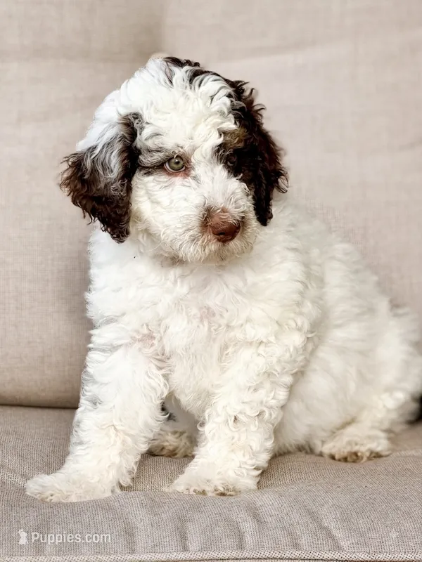 Monster Mutt  – Aussiedoodle, Bernedoodle puppy for sale in Decatur, IL