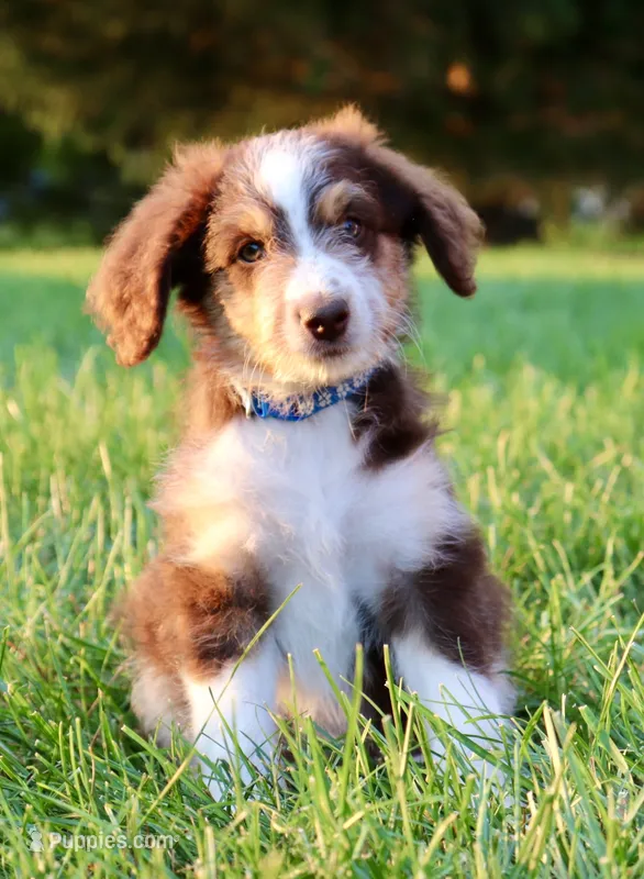 Versace – Aussiedoodle puppy for sale in Decatur, IL