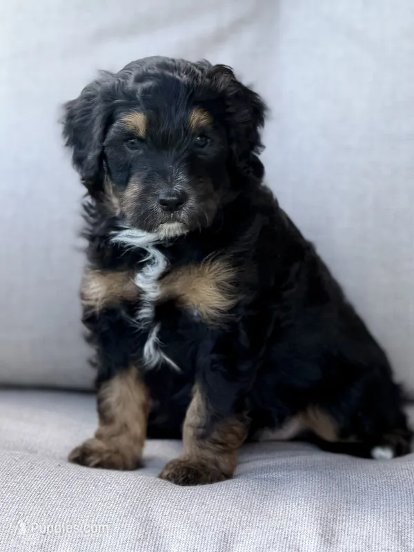 Storm – Aussiedoodle puppy for sale in Decatur, IL