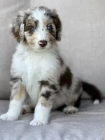 Daisy, a female Aussiedoodle for sale in Decatur, IL – 3 of 5